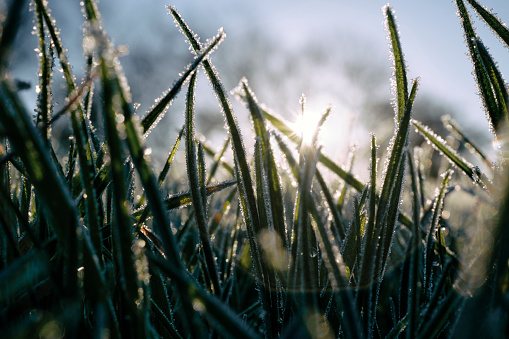 Close up of frozen blades of grass backlit in winter sunshine.