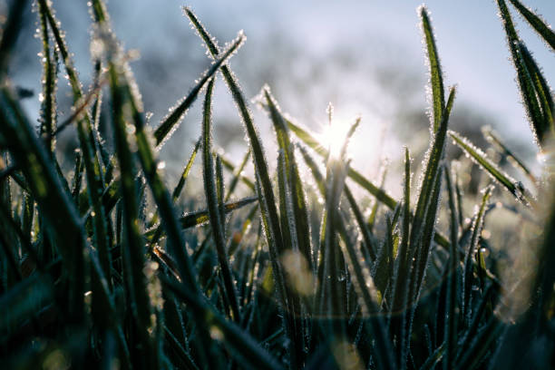 Close up of frozen blades of grass backlit in winter sunshine. stock photo