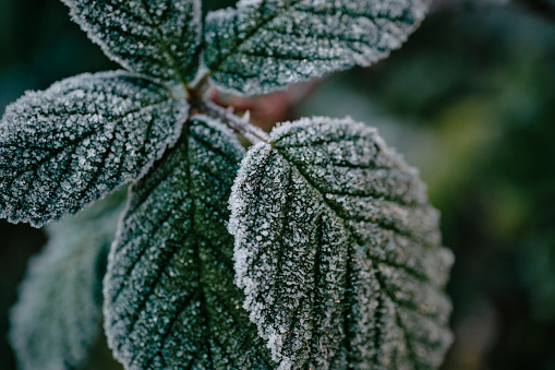 Close up of winter plant leaf covered in ice crystals.