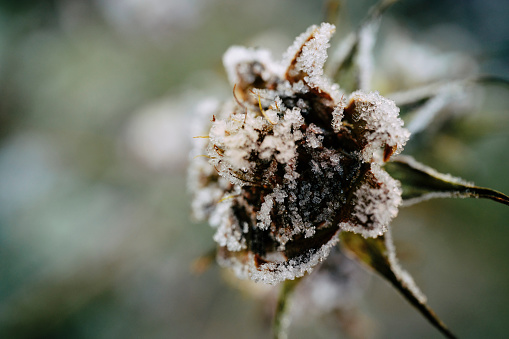 Close up of leafs and plants covered with hoarfrost