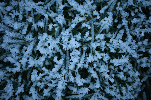 Overhead close up of a frozen garden lawn, the grass covered in ice crystals.