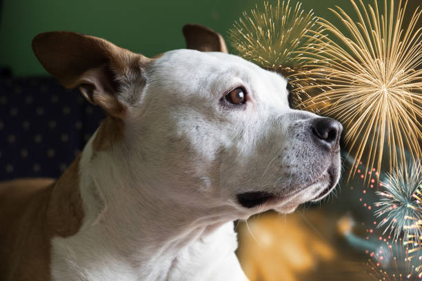istock Dog afraid of fireworks 1448312322