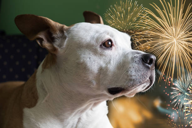 Dog afraid of fireworks stock photo