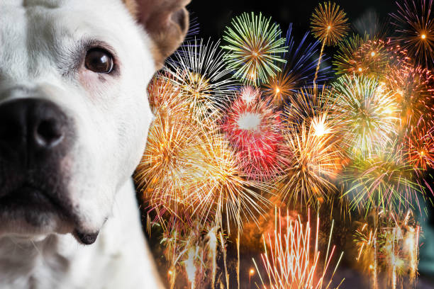 istock Dog afraid of fireworks 1448312348