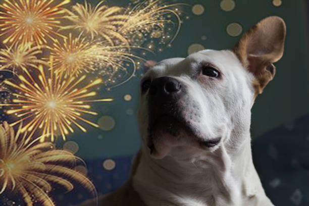 istock Dog afraid of fireworks 1448312383