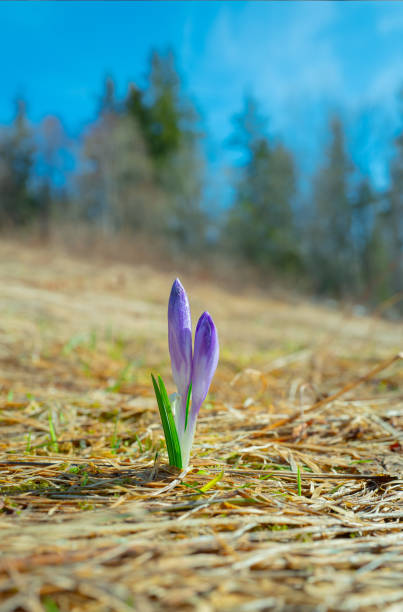 kwiaty szafranu na tle wiosny - saffron crocus spring nature crocus zdjęcia i obrazy z banku zdjęć