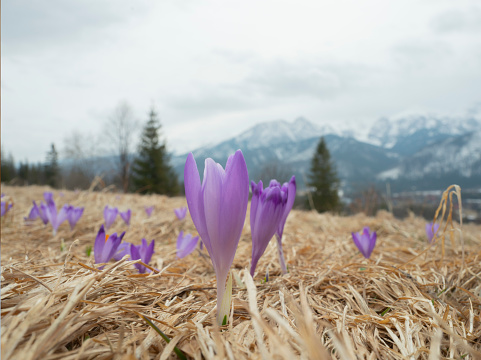 growing saffron against the backdrop of; the Tatra Mountains