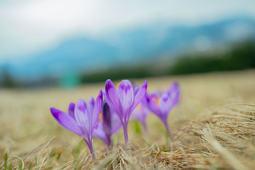 Saffron flowers against the backdrop of a spring landscape