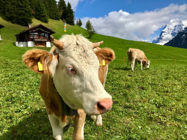 istock Cow in Swiss Alps 1448315712