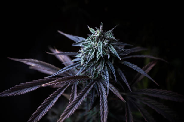 istock marijuana plant on a black background 1448317435