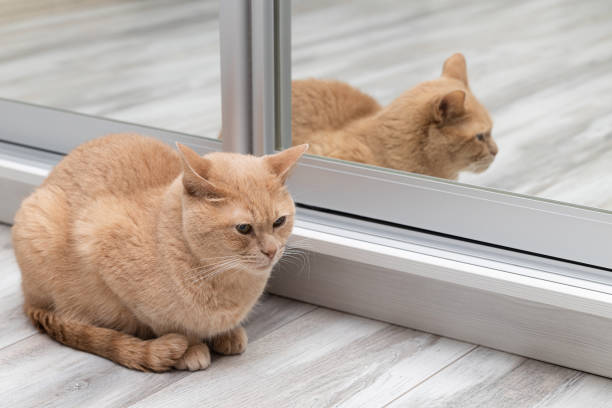 istock domestic cat sits in front of a mirror 1448319137