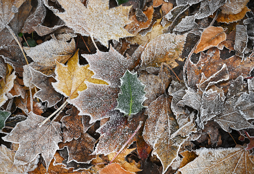 A morning frost on woodland floor leaves of hollu, maple and oak
