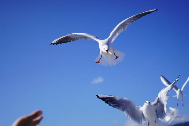 istock seagull flying in the sea 1448320167