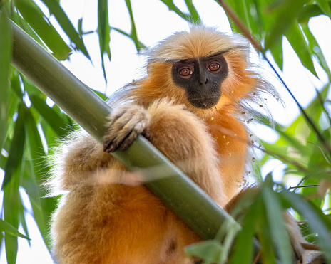 Extremely rare golden langur from Kakoijana Reserve Forest in Assam, India
