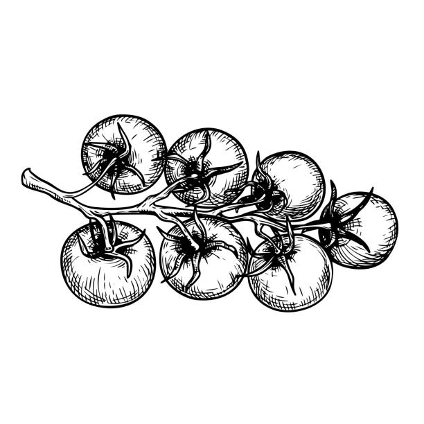 illustrazioni stock, clip art, cartoni animati e icone di tendenza di ramo di pomodorini disegnato a mano in stile schizzo. ideale per i disegni a tema pomodoro in stile retrò vintage. illustrazione vettoriale vegetale biologica. - cherry tomato