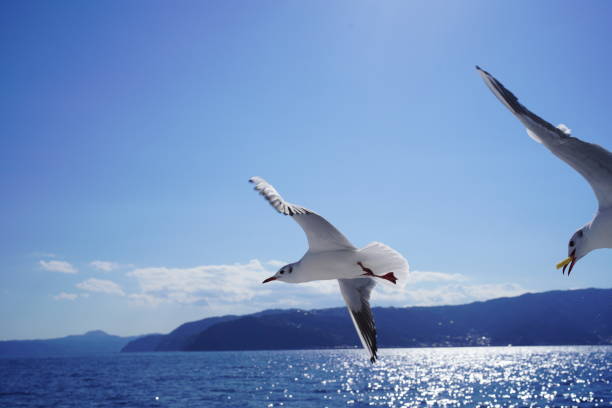 istock seagull flying in the sea 1448321359