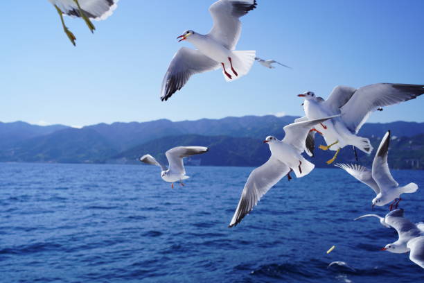 istock seagull flying in the sea 1448321452