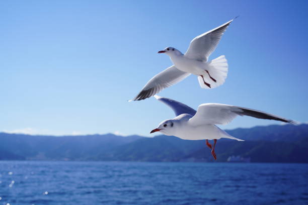 istock seagull flying in the sea 1448321471