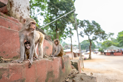 Rhesus macaque in the Shiv Temple of Basistha in Guwahati, Assam