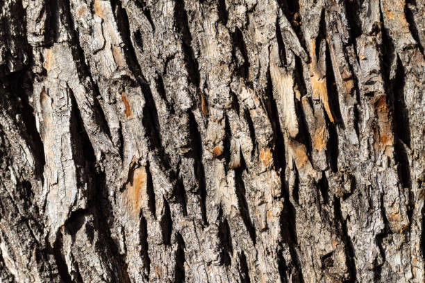 istock Abstract texture of wooden bark 1448321799