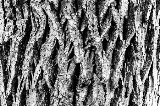 trunk without bark