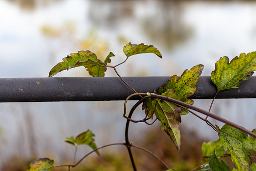 Dry autumn leaves on metal fence