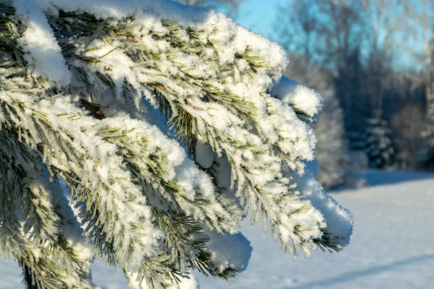 istock Frost covered branches of pine tree in winter fog through which morning sunlight penetrates, elegant silver clothing 1448322173