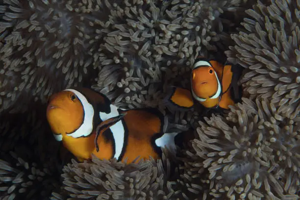 The most iconic saltwater coral reef fish, clownfish in its natural wild environment in the south Pacific