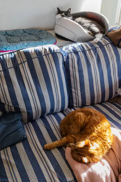 Photo of a ginger cat and a gray and white cat sleeping on a sofa