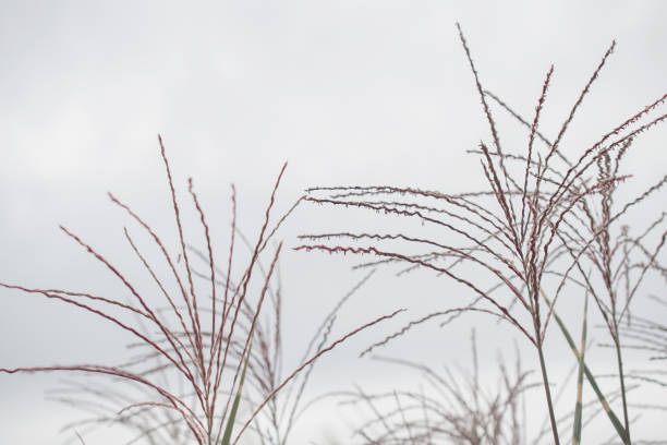 istock Pampas grass. Reed. Abstract natural background. 1448324922