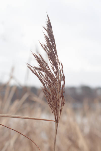 istock Pampas grass. Reed. Abstract natural background. 1448325188