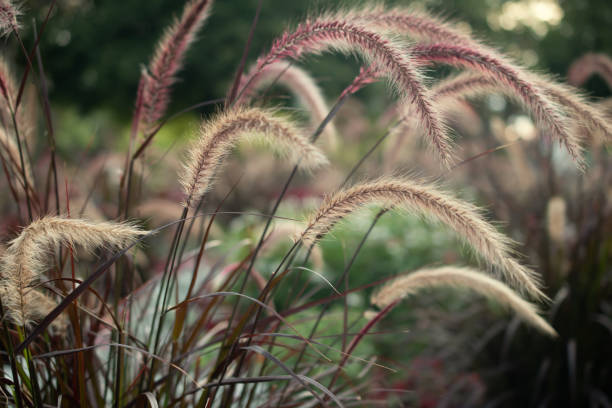 Pampas grass. Reed. Abstract natural background. Pampas grass. Reed. Abstract natural background. ornamental grass stock pictures, royalty-free photos & images