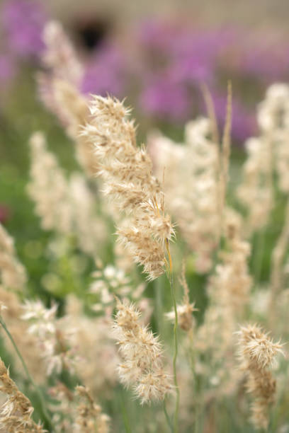 istock Pampas grass. Reed. Abstract natural background. 1448326114