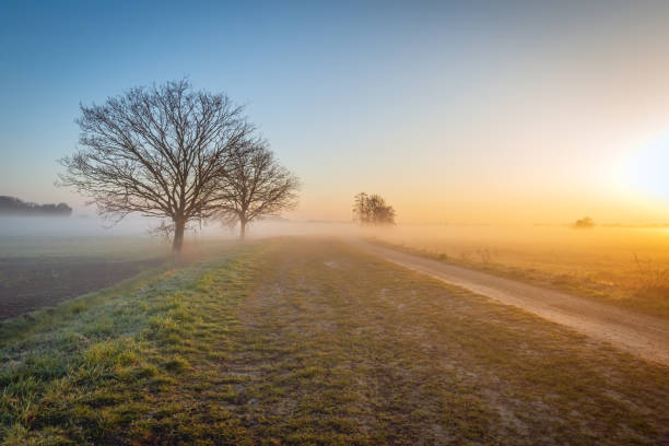 des arbres nus dans un paysage hivernal brumeux - soft gel photos et images de collection