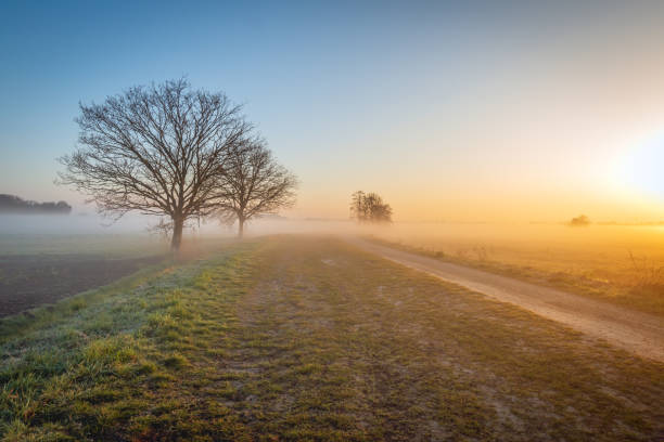 Bare trees in a misty winter landscape