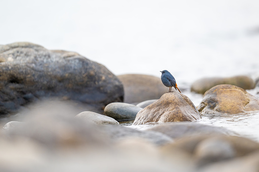 Plumbeous Water Redstart on the rocky river bed of Manas River in Assam