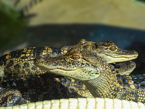 American Alligator (Alligator mississippiensis) hatchlings huddled together for warmth