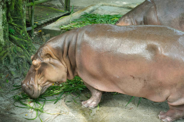 hungry hippopotamus - hippopotamus amphibian sleeping hippo sleeping imagens e fotografias de stock