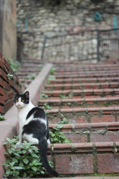 Cute black and white street cat photo on stairs in Balat Istanbul