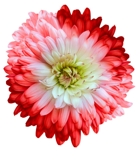istock Red  chrysanthemum.  Flower on white  isolated background with clipping path.  For design.  Closeup.  Nature. 1448332623