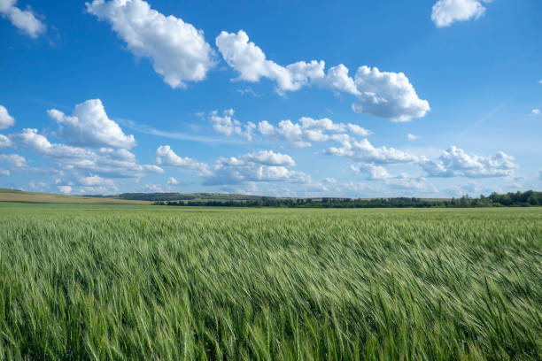 istock Green wheat field rural summer landscape. Agriculture. 1448332796