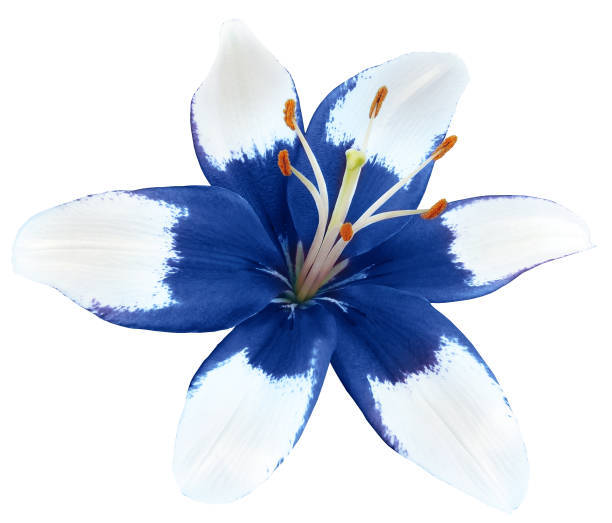 istock Lily  blue  flower .isolated on  black  background.  Close-up. Nature. 1448332916