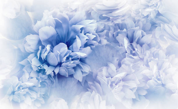 istock Blue  peonies flowers and petals. Spring floral background.  Nature. 1448332940