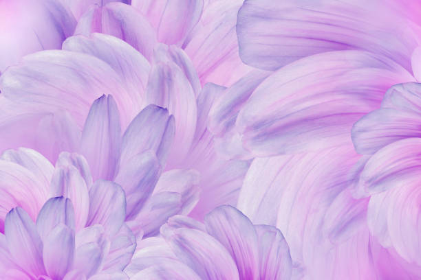 floraler violetter hintergrund. blumen dahlien und blütenblätter. nahaufnahme. natur. - close up beauty in nature flower head flower stock-fotos und bilder