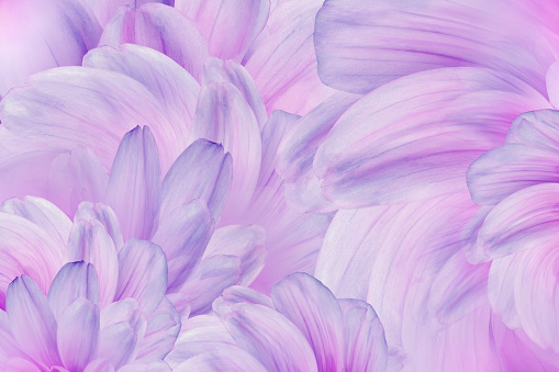 Floral    purple   background. Flowers dahlias   and   petals. Close-up. Nature.