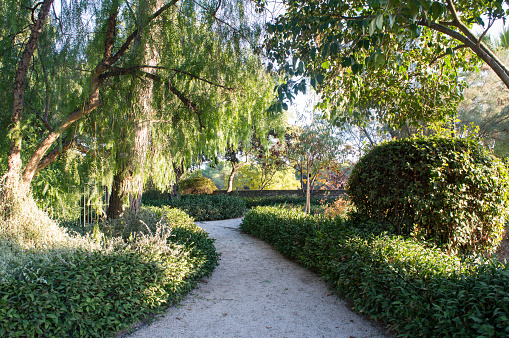 Green natural tunnel in formal garden.