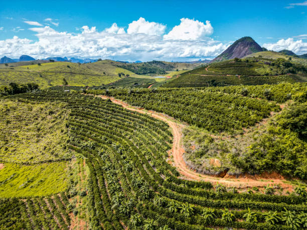 istock Coffee Plantation Drone View in Brazil 1448334792