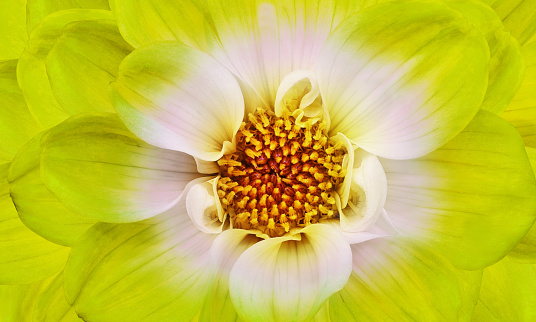 Yellow    dahlia. Flower on a white isolated background with clipping path.  For design.  Closeup.  Nature.