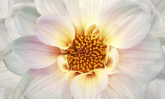 White-pink    dahlia. Flower on a white isolated background with clipping path.  For design.  Closeup.  Nature.
