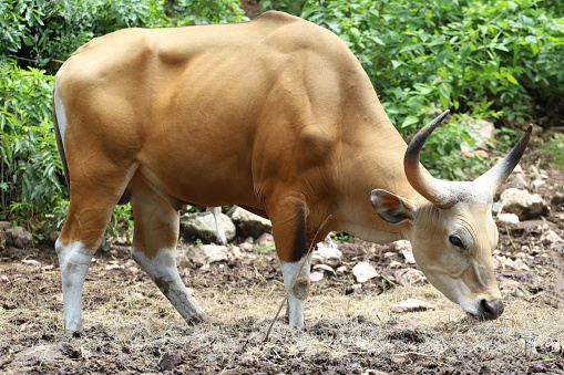 The big red cow in nature garden